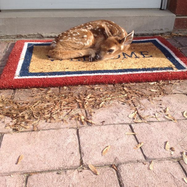 A Baby Fawn Showed Up On This Girl's Front Porch