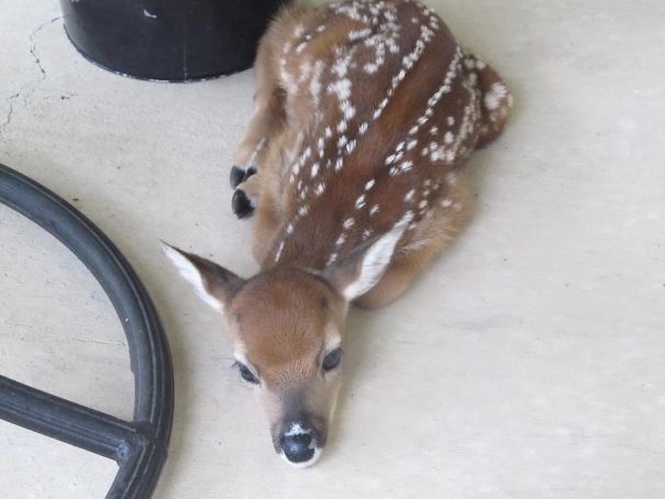 Look Who Was Sleeping On My Dad's Porch The Other Morning