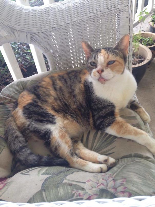 She Showed Up On My Porch 3 Weeks Ago Today. This Poor Cat Had An Infected Gash On Her Side And Was Very Dehydratated. We Took Her To The Vet And Adopted Right Away. Her Name Is Now Duchess!