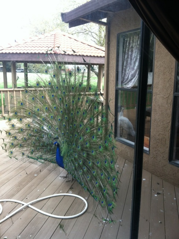 This Guy Was On My Back Porch, So I Thought I'd Share