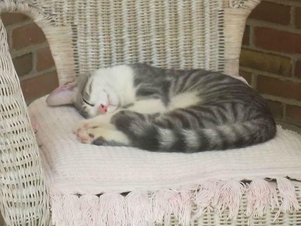 A Stray Cat Followed Me Home Last Night. This Is What I Woke Up To On My Porch This Morning