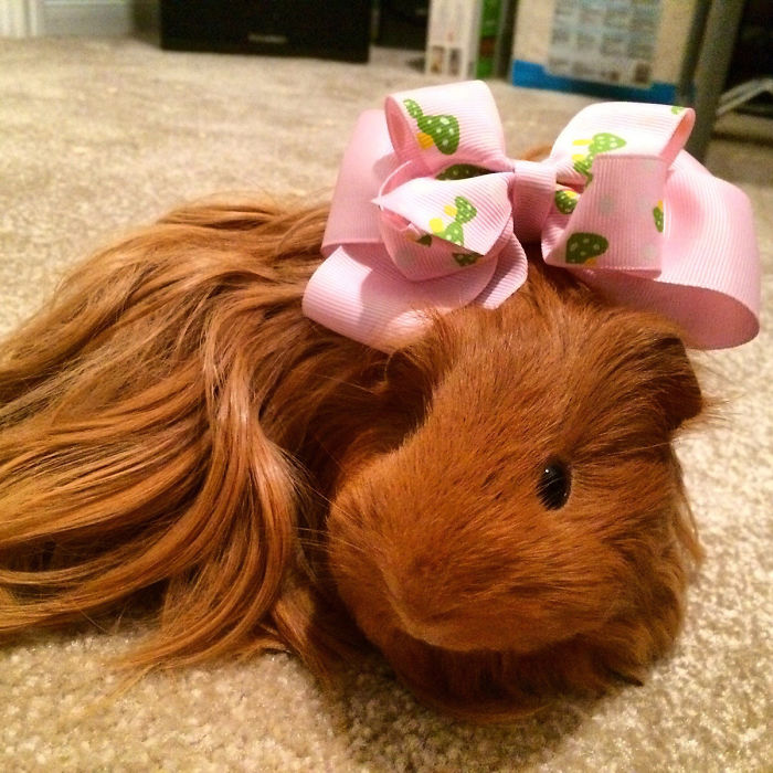 Long-haired-guinea-pigs