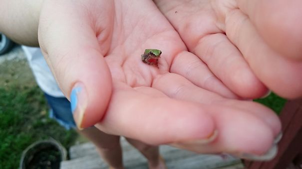 This Little Frog That Was On My Dad's Porch