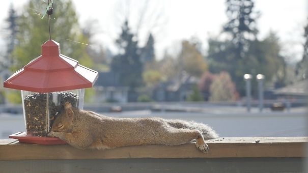 My Girlfriend Put A Bird Feeder On Our Deck. This Bastard Ate Himself To Sleep
