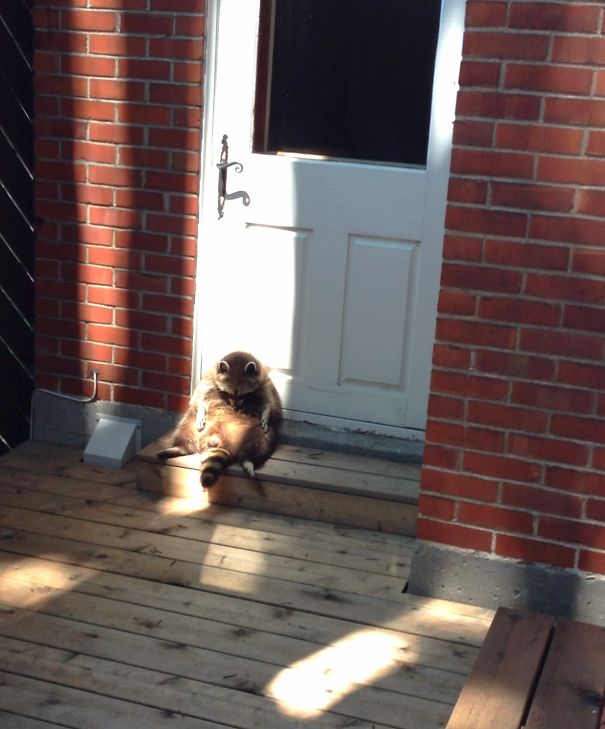 So There's A Raccoon Hanging Out On My Deck