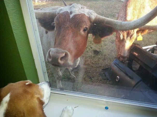 Longhorn Wanted To Be The Neighbor's New Pet. Broke Down The Fence And Started Hanging Out In Their Backyard