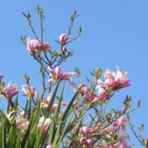 cliffsarah2000 avatar