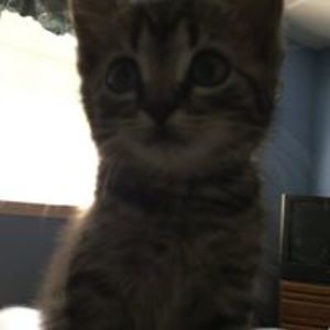 henry_holliday avatar