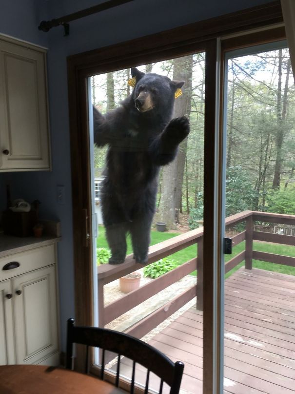 Bear Smells Brownies, Tries To Get Inside