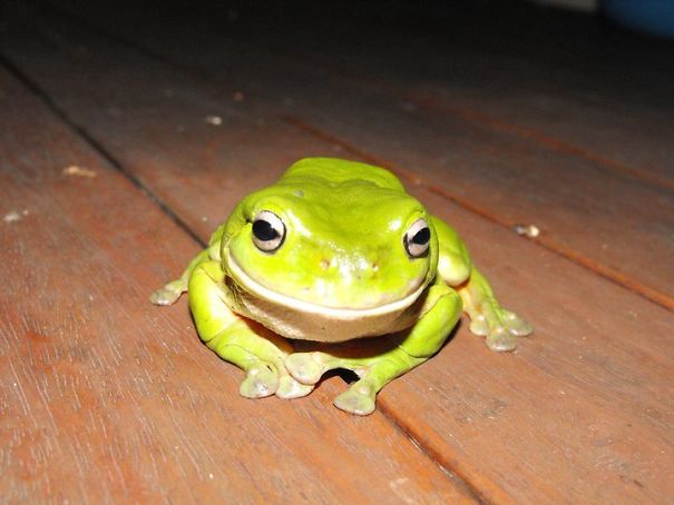 Saw This Guy Chilling On My Parents Balcony. Told My Mom And She Said He's A Regular Guest At Their House. Thought He Was Pretty Cool