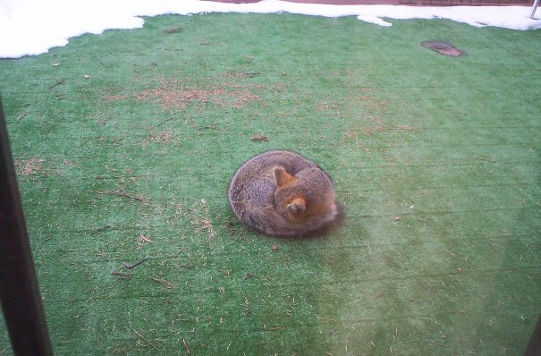 This Little Fox Decided To Chill On My Porch Today