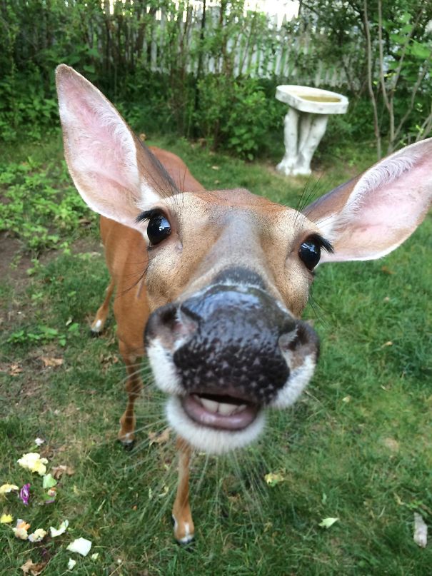 This Friendly Girl Has Been Visiting Us For A Month Now