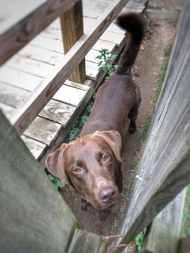 This Is Leo The Deaf Neighbor Dog. Sometimes He Will Come To Say Hi Through The Broken Part Of The Fence To Me