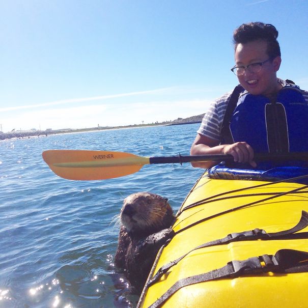 Went Kayaking This Weekend And This Curious Sea Otter Swam Over To Say Hi