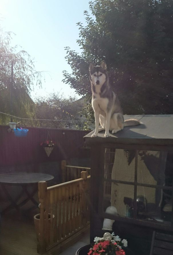 My Neighbours Husky Decided To Climb The Fence, On To The Shed Roof This Morning To Say Hello
