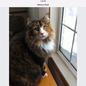 nancy_macinnis avatar