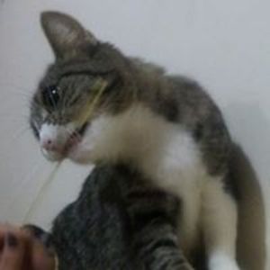 luciana_pipicella avatar