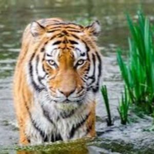 kelseywatkins avatar