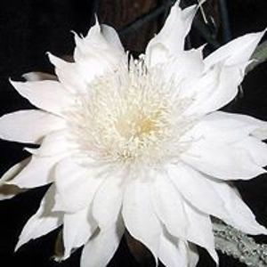 makebagsnotwar avatar