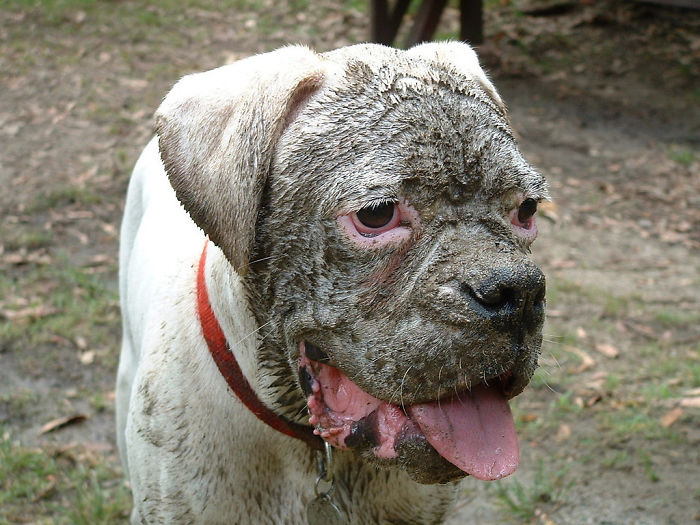 Hugo Mud Face