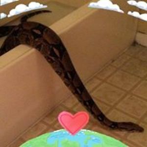 kumagorounokabocha avatar