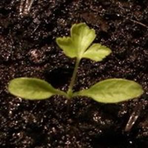 danilobottino avatar