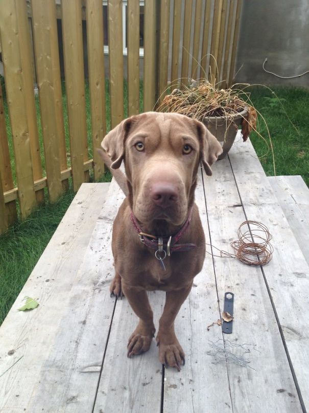 Meet The Bravest Dog In The World Who's Fears Include... Squeaky Toys, Butterflies, Deodorant, And Sticks With Leaves On Them