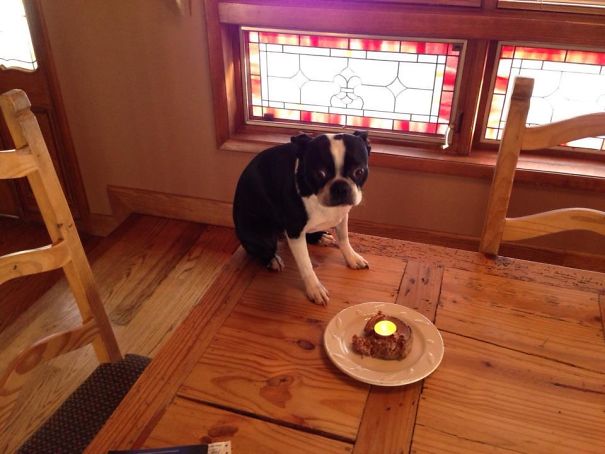 Dog Is Scared Shitless To Be On Table