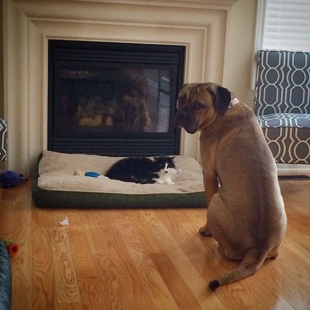 Tonks Stole Bellatrix's Bed And She's Too Scared Of Her To Take It Back