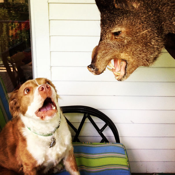 Boars Head Vs My Friend's Dog