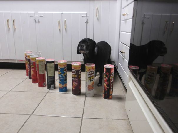 So, My Dog Is Afraid Of Pringles Cans