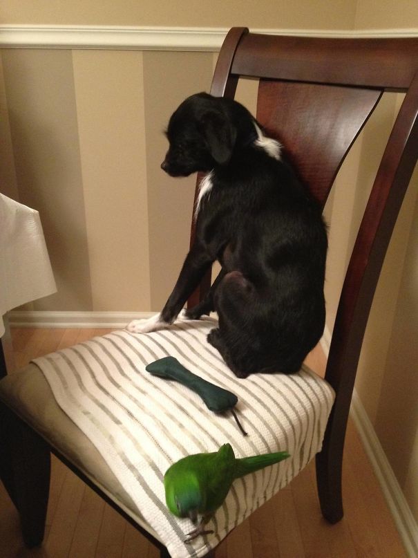 My Dog Is Deathly Afraid Of My Brother's Bird