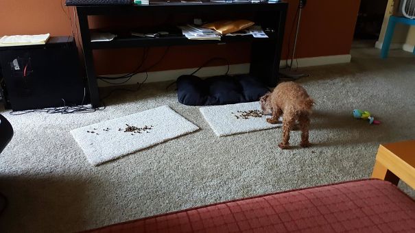 My Dog Is Afraid Of Plates And Bowls