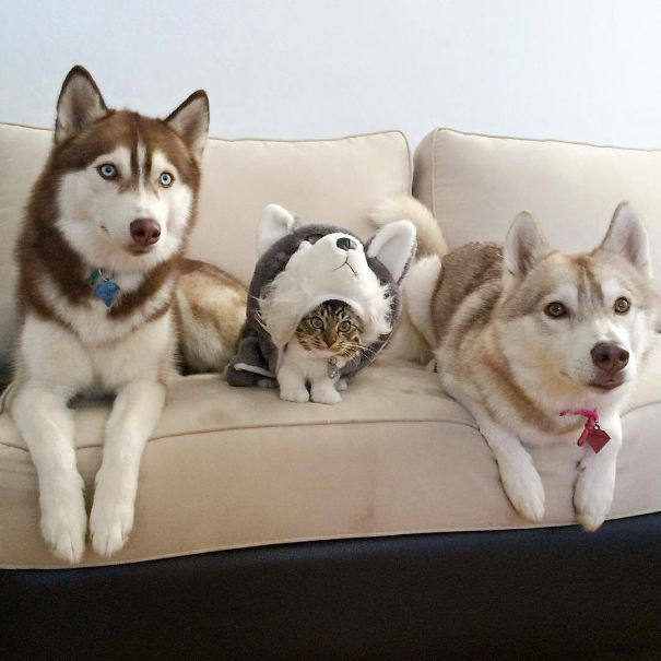 Day 12, They Still Think I'm A Husky