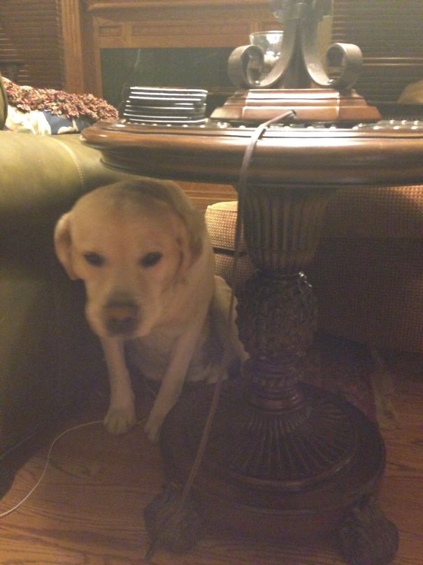 Murphy Is Scared Of Thunderstorms. So He Hides