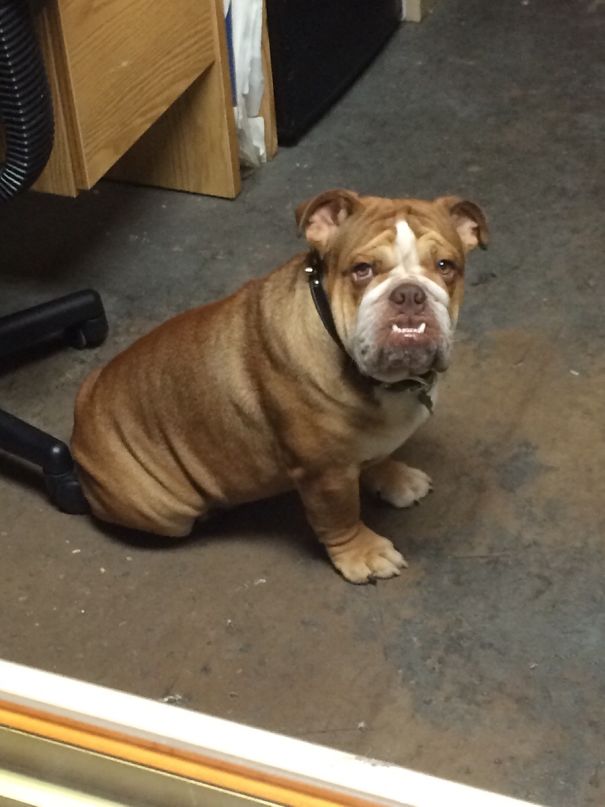 This Is Flex. He Comes To Our Gym With His Daddy But Gets Scared Of The Weights, So He Guards The Front Desk