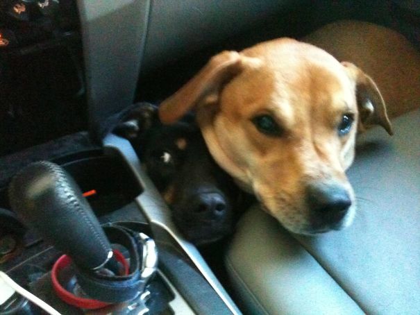 So I Took My Dogs Through The Car Wash Yesterday. I Think They Were Scared