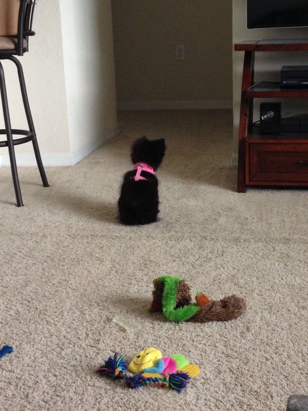 My Puppy Is Scared Of The Hallway So Anytime One Of Us Go To The Bedroom She Waits Patiently