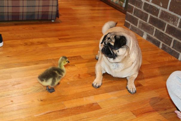 My Sister Brought Home A Baby Goose... My Pug Was Scared