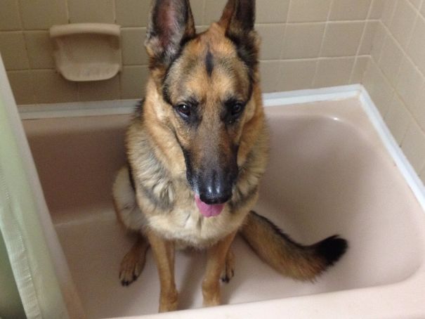 Fenway Scared Of The Beeping Smoke Alarm