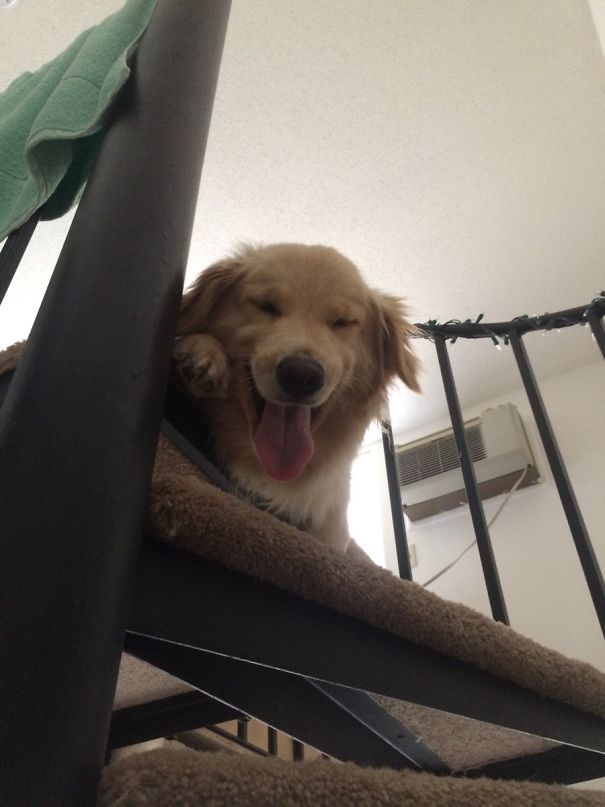 Dog Sitting For This Dog Who Ran Up My Spiral Staircase And Was Too Scared To Come Down