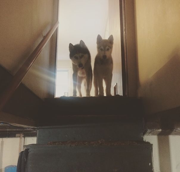 Husky Problems: Scared Of The Basement