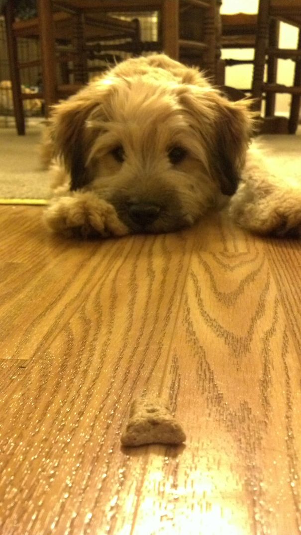 Our New Puppy Is Afraid Of The Wood Floors. We've Been In The Same Spot For 20 Minutes