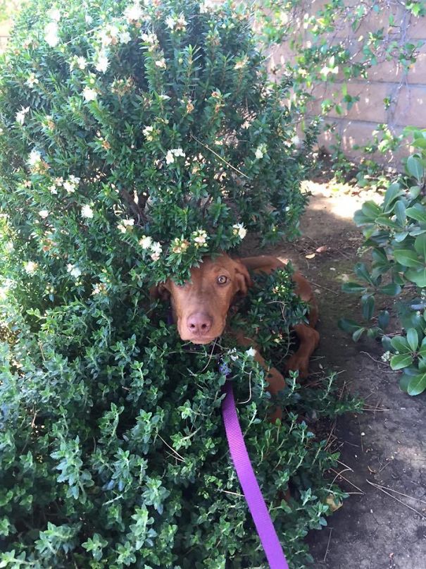 She's Afraid Of Cars And Dives Into Bushes To Avoid Them