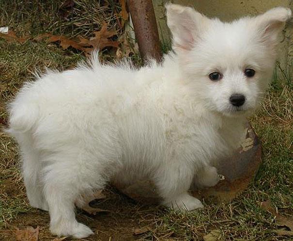 Fluffy white corgi mixed breed puppy with perky ears standing on grass.