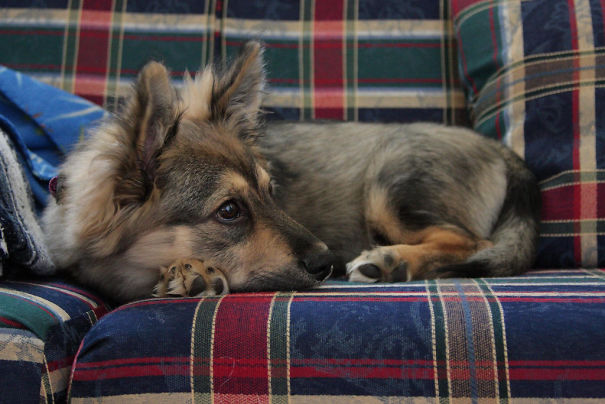 Corgi mix with pointed ears, resting on a plaid couch.