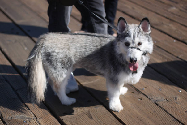 Corgi mix dog with fluffy grey fur and leash standing on a wooden deck.