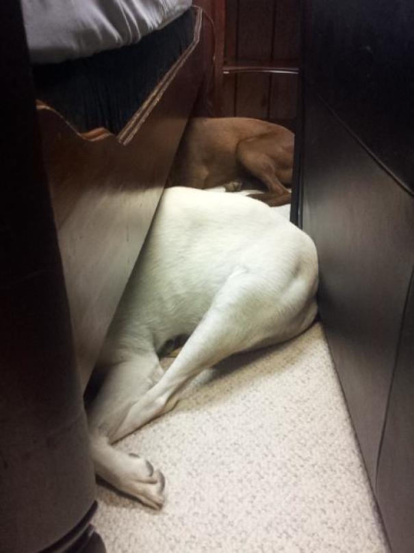 Guess Who's Afraid Of The Vacuum Cleaner?