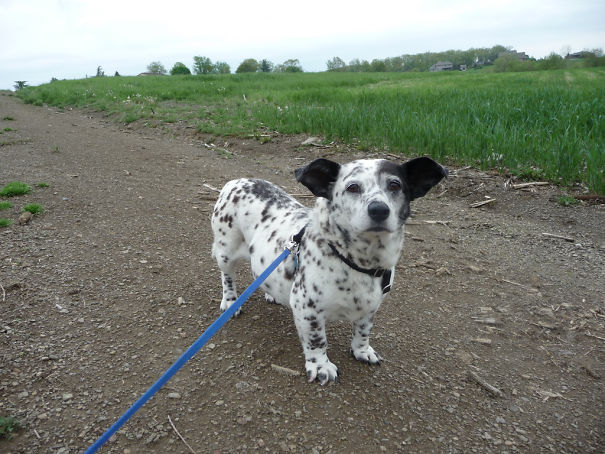 Corgi mix with spotted fur on a walk in a green field, showing distinctive ears and short legs.