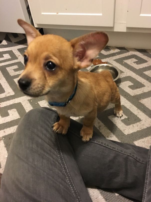 Corgi mix puppy standing on a person's leg, displaying its large ears and playful expression.